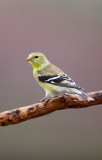 Chardonneret jaune (American Goldfinch)