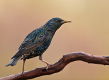 tourneau sansonnet (European Starling)