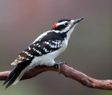 Pic chevelu (Hairy Woodpecker)