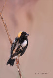 Goglu des prs (Bobolink)