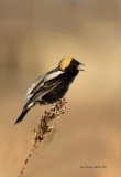 Goglu des prs (Bobolink)