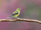 Chardonneret jaune (American Goldfinch) Femelle