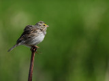 Bruant des prs (Savannah Sparrow)