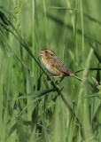 Bruant de Nelson (Nelsons Sparrow)