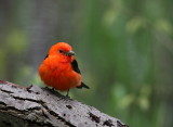 Piranga carlate (Scarlet Tanager)