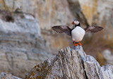 Macareux moine (Atlantic Puffin)