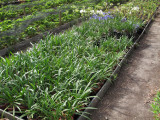 Agapanthus zaailingen 2009 c.jpg