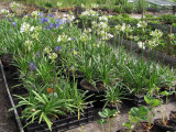 Agapanthus zaailingen 2009.jpg