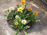 gazania 1.jpg