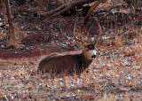 Large Buck in the Distance .jpg