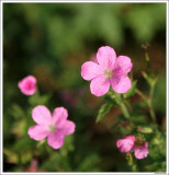 Geranium