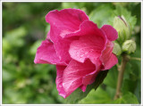 Hibiscus syriacus