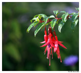 Fuchsia magellanica Georg