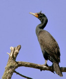 Double-crested Cormorant, breeding plumage