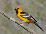 Altamira Oriole