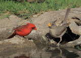 Male Cardinal eyes Female Pyrrhuloxia and suffers consequences, March 2011