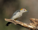 Golden-fronted Woodpecker, male