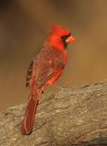 Northern Cardinal, male