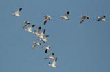 Snow Geese in flight