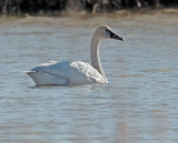 Tundra Swan, juvenile