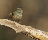 Ruby-crowned Kinglet