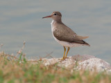 Spotted Sandpiper