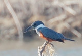 Ringed Kingfisher teases photographer, March 2011