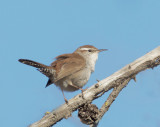 Bewicks Wren