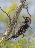 Nuttalls Woodpecker, male