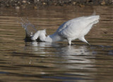 Snowy Egret, fishing