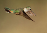 Broad-tailed Hummingbird, female