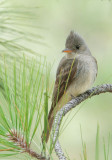 Greater Pewee, male