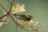 Townsends Warbler, male