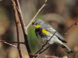 Yellow-rumped Warbler, Audubons male
