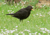 Eurasian Blackbird, male