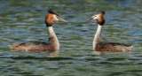 Great Crested Grebes, courting