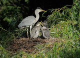 Gray Herons, adult and two nestlings