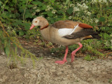 Egyptian Goose, pale-headed