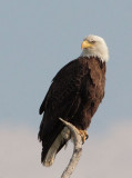 Bald Eagle, male perched near nest