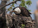 Nesting Bald Eagles -- Anchorage, Alaska, May 2011