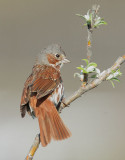 Fox Sparrow, red type