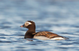 Long-tailed Duck, male