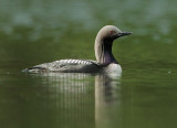 Pacific Loons