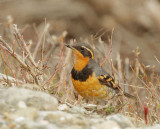 Varied Thrush, male