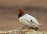 Willow Ptarmigan, male, between plumages