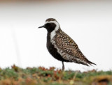 Pacific Golden-Plover, male, breeding plumage