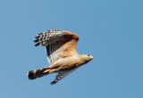 Red-shouldered Hawk, flying