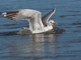 California Gull, breeding plumage