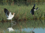 American Avocet chasing off Black-necked Stilt