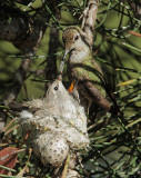 Annas Hummingbirds, adult feeding nestlings